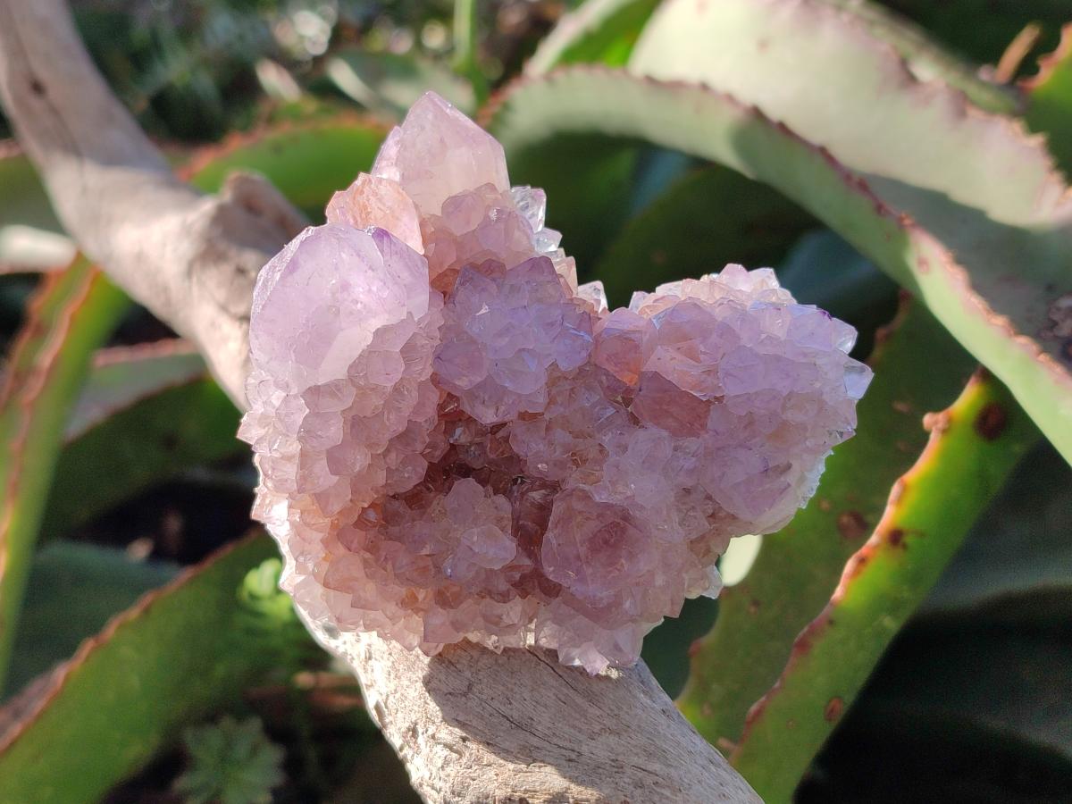 Natural Spirit Amethyst Clusters x 12 From Boekenhouthoek, South Africa - Toprock Gemstones and Minerals 