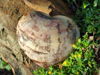 Polished Red Podocarpus Petrified Wood Hearts x 3 From Mahajanga, Madagascar - Toprock Gemstones and Minerals 