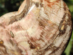 Polished Red Podocarpus Petrified Wood Hearts x 3 From Mahajanga, Madagascar - Toprock Gemstones and Minerals 