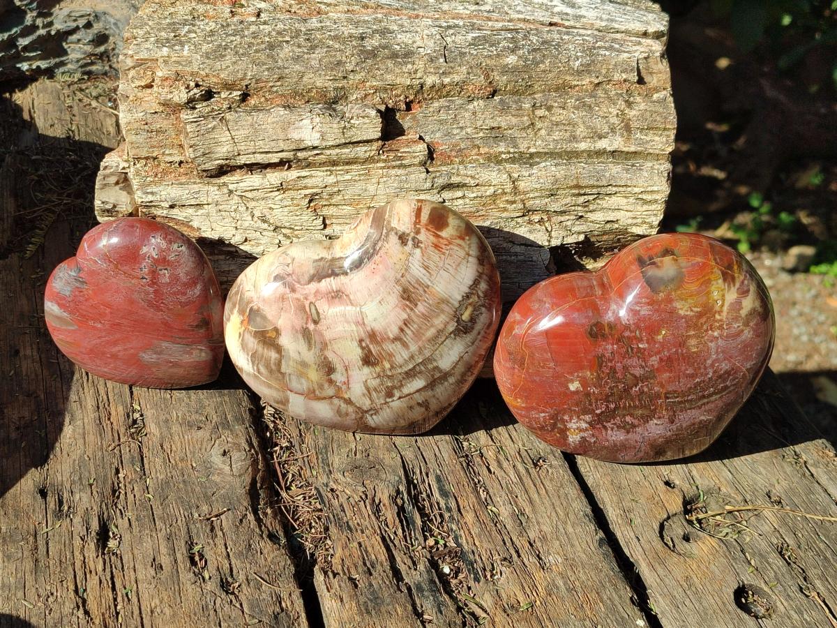 Polished Red Podocarpus Petrified Wood Hearts x 3 From Mahajanga, Madagascar - Toprock Gemstones and Minerals 
