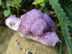 Natural Spirit Amethyst Clusters x 12 From Boekenhouthoek, South Africa - Toprock Gemstones and Minerals 