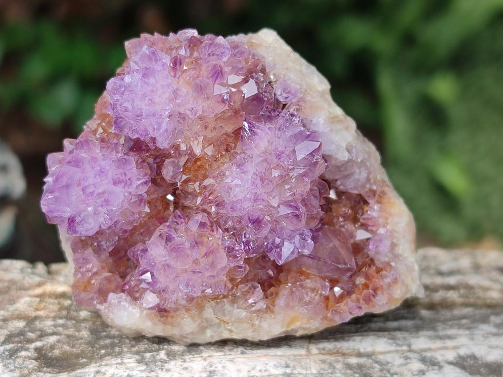 Natural Spirit Amethyst Clusters x 12 From Boekenhouthoek, South Africa - Toprock Gemstones and Minerals 