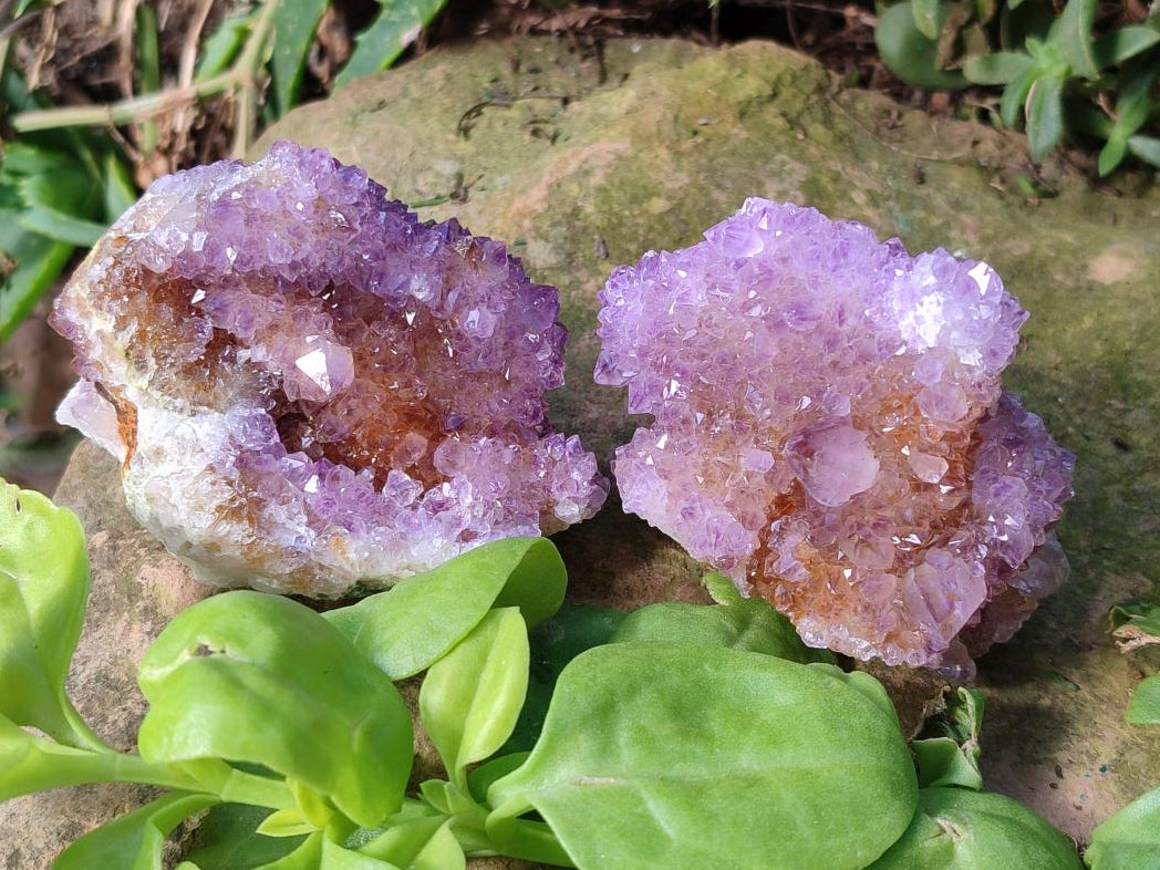 Natural Spirit Amethyst Clusters x 12 From Boekenhouthoek, South Africa - Toprock Gemstones and Minerals 