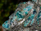 Natural Emerald Mica 'Mutokolite' Cobbed Specimens x 2 From Mutoko, Zimbabwe - Toprock Gemstones and Minerals 