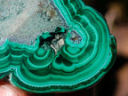 Polished Malacolla Free Forms x 12 From Kulukuluku, Congo - Toprock Gemstones and Minerals 