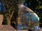 Polished Labradorite Standing Display Pieces x 2 From Madagascar - Toprock Gemstones and Minerals 