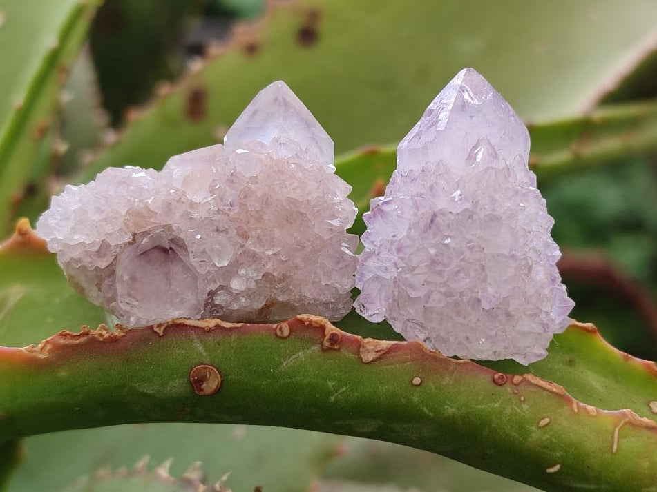 Natural Spirit Amethyst Crystals x 35 From Boekenhouthoek, South Africa - Toprock Gemstones and Minerals 