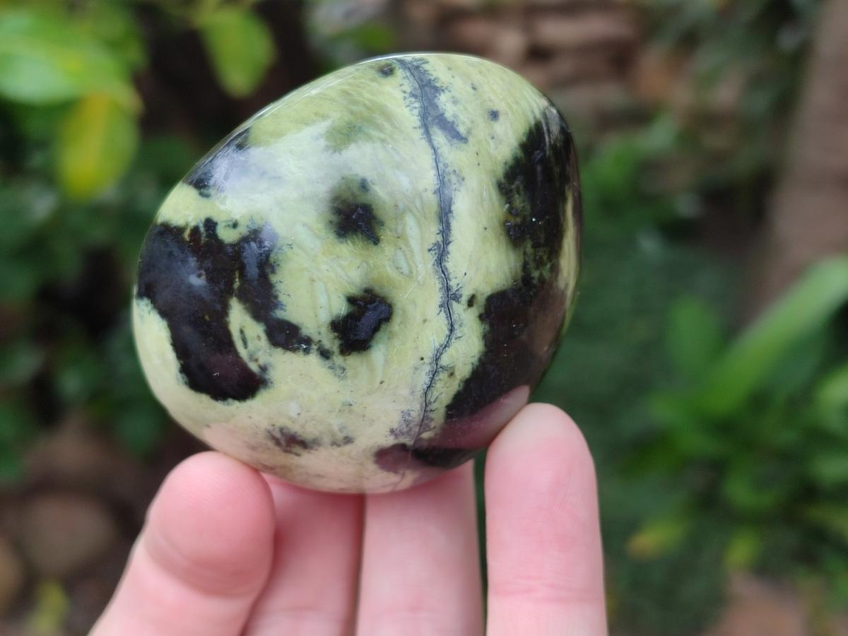 Polished Leopard Stone Galet Free Forms x 19 From Zimbabwe - Toprock Gemstones and Minerals 