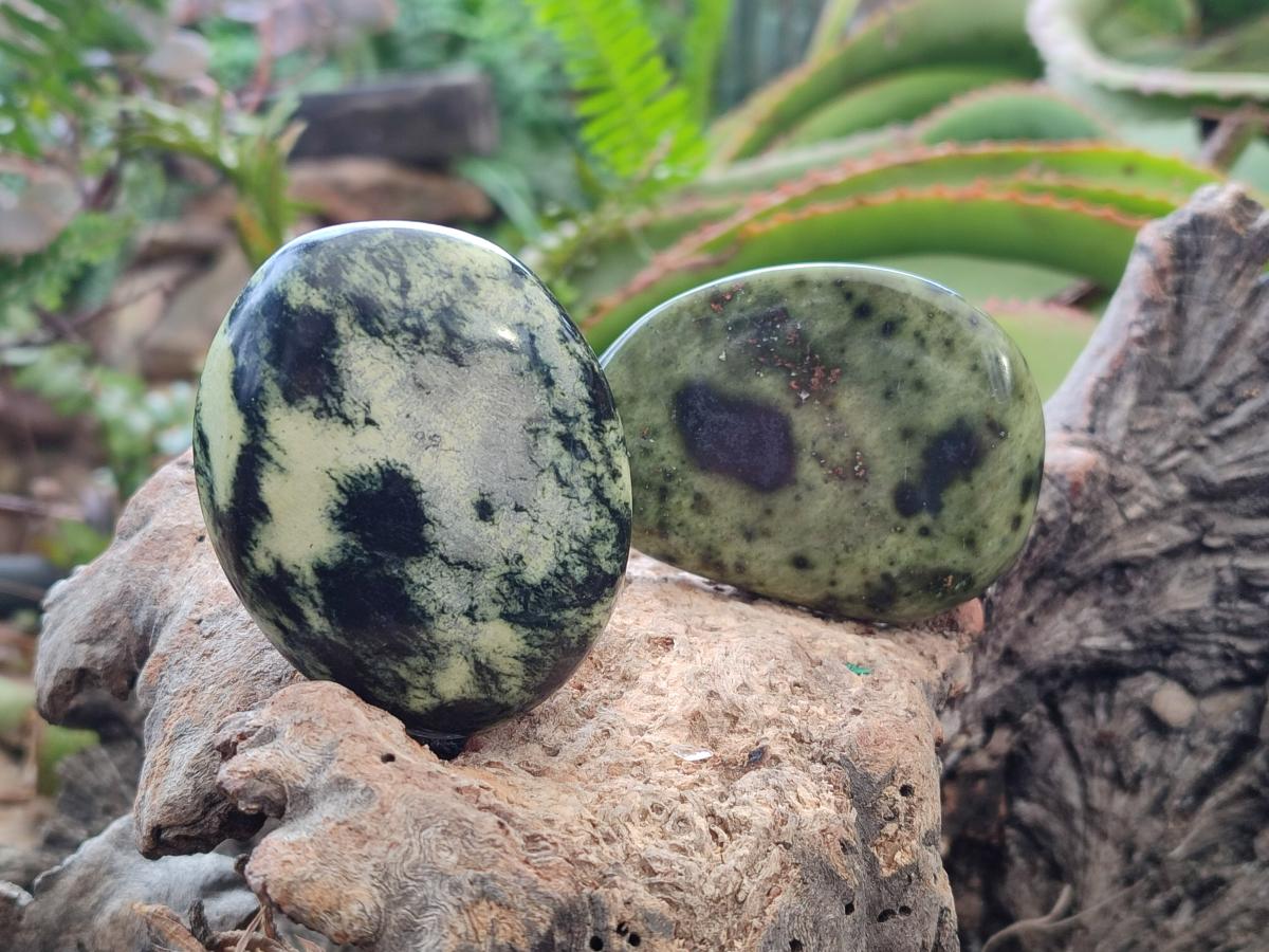 Polished Leopard Stone Galet Free Forms x 19 From Zimbabwe - Toprock Gemstones and Minerals 