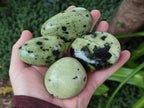 Polished Leopard Stone Galet Free Forms x 19 From Zimbabwe - Toprock Gemstones and Minerals 