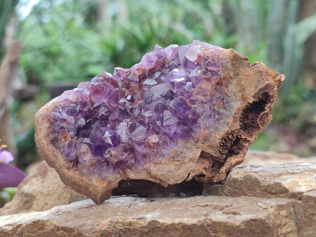 Natural Amethyst Agate Geodes x 6 From Zululand, South Africa - Toprock Gemstones and Minerals 