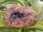 Natural Amethyst Agate Geodes x 6 From Zululand, South Africa - Toprock Gemstones and Minerals 