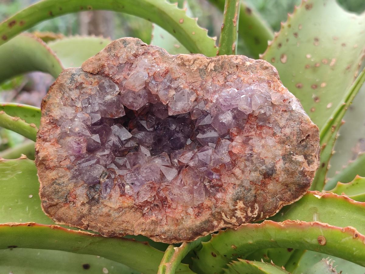 Natural Amethyst Agate Geodes x 6 From Zululand, South Africa - Toprock Gemstones and Minerals 