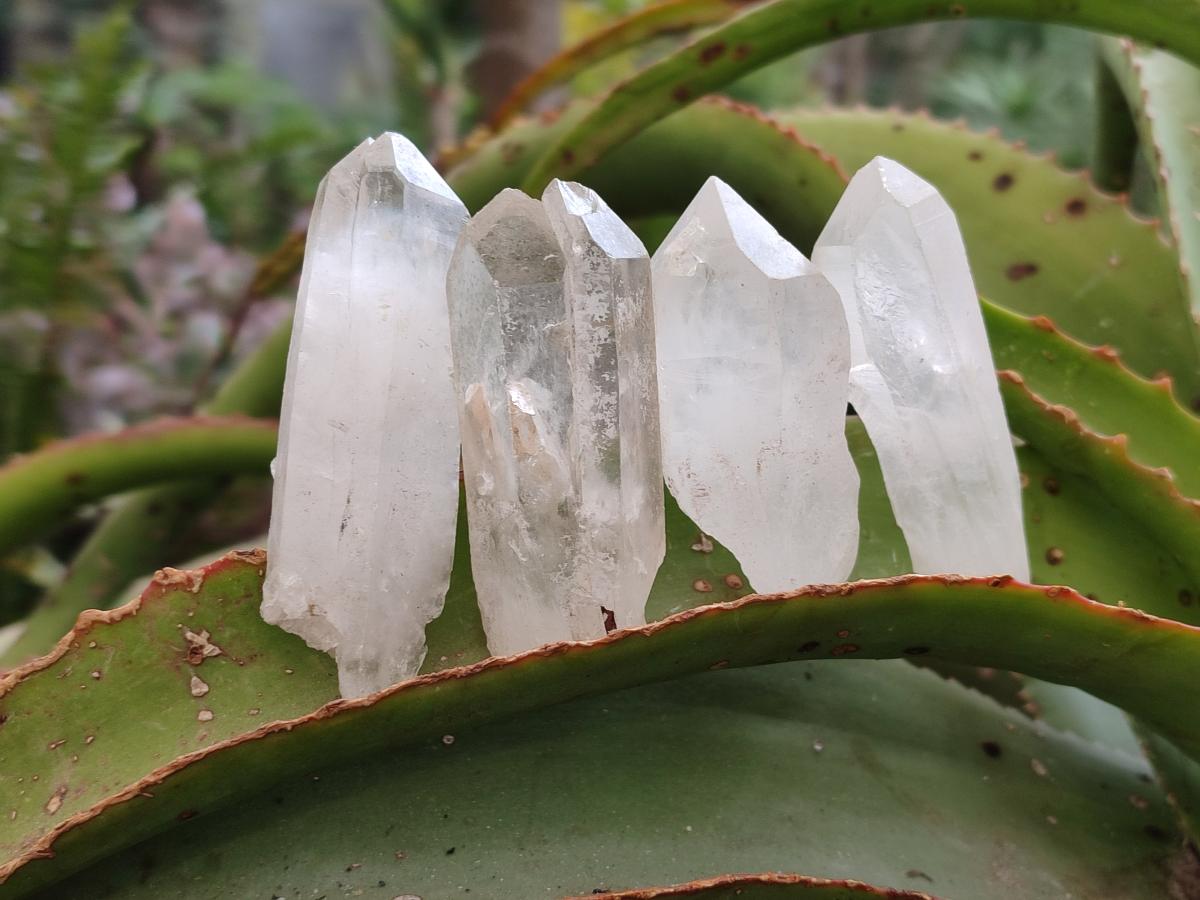 Natural Clear Quartz Single Crystals x 48 From Ambatofinandrahana, Madagascar - Toprock Gemstones and Minerals 