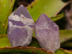 Natural Jacaranda Amethyst Single Crystals x 35 From Mumbwa, Zambia - Toprock Gemstones and Minerals 
