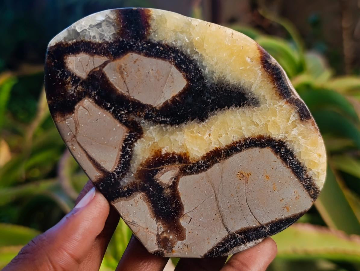 Polished Septerye Slices x 6 From Mahajanga, Madagascar - Toprock Gemstones and Minerals 