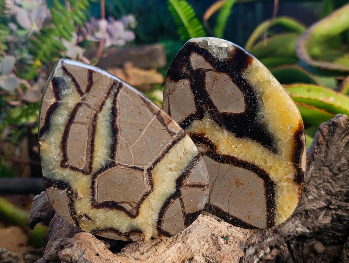 Polished Septerye Slices x 6 From Mahajanga, Madagascar - Toprock Gemstones and Minerals 