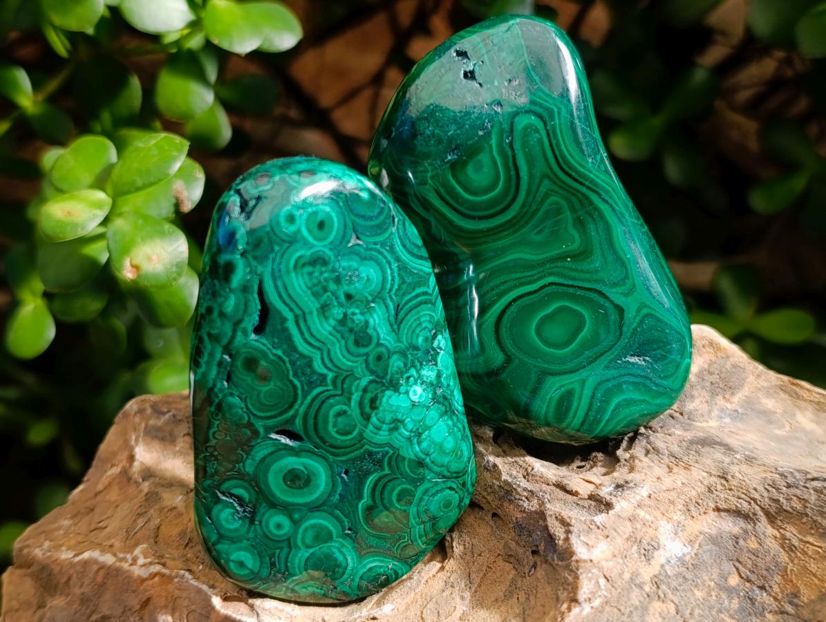 Polished Flower Banded Malachite Free Forms x 6 From Congo - Toprock Gemstones and Minerals 
