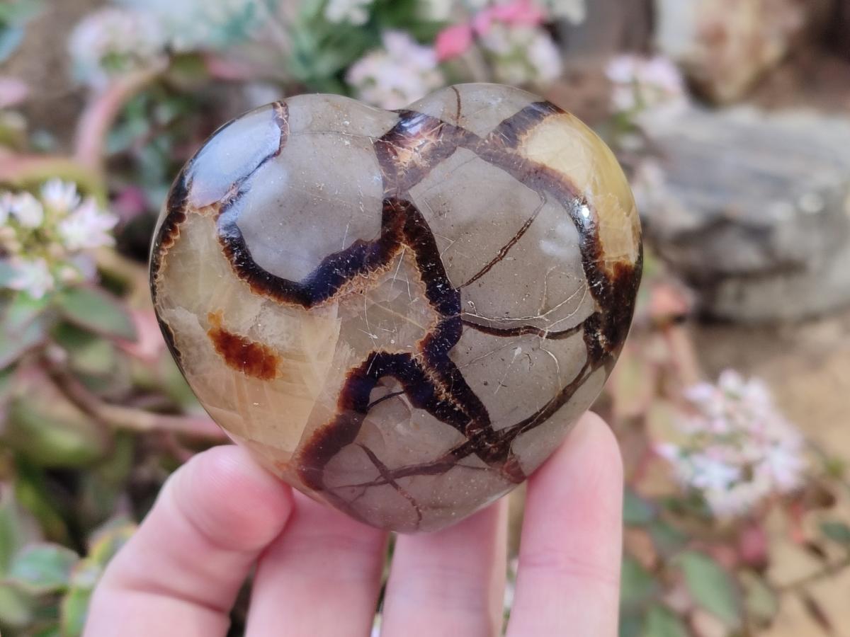 Polished Septerye Hearts x 6 From Mahajanga, Madagascar - Toprock Gemstones and Minerals 