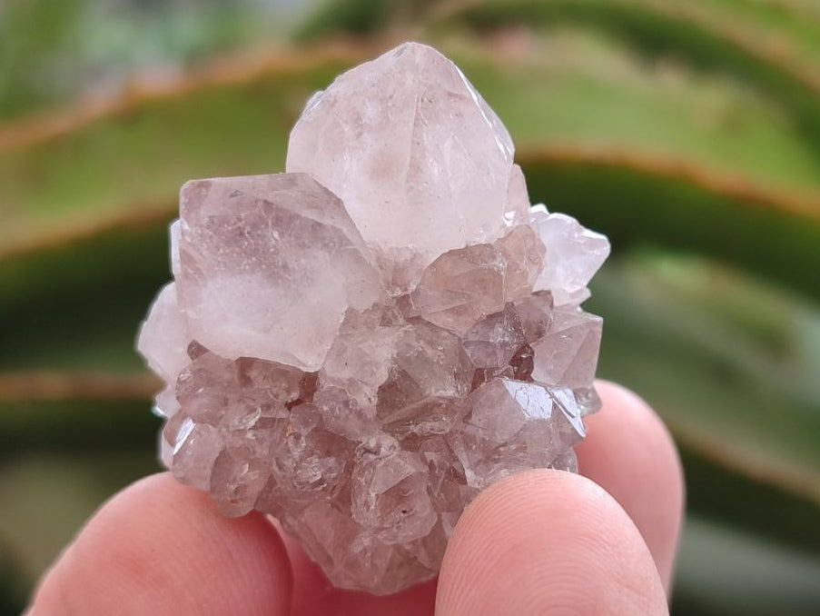 Natural Pale Lilac Spirit Amethyst Drusy Clusters x 70 From Boekenhouthoek, South Africa - Toprock Gemstones and Minerals 