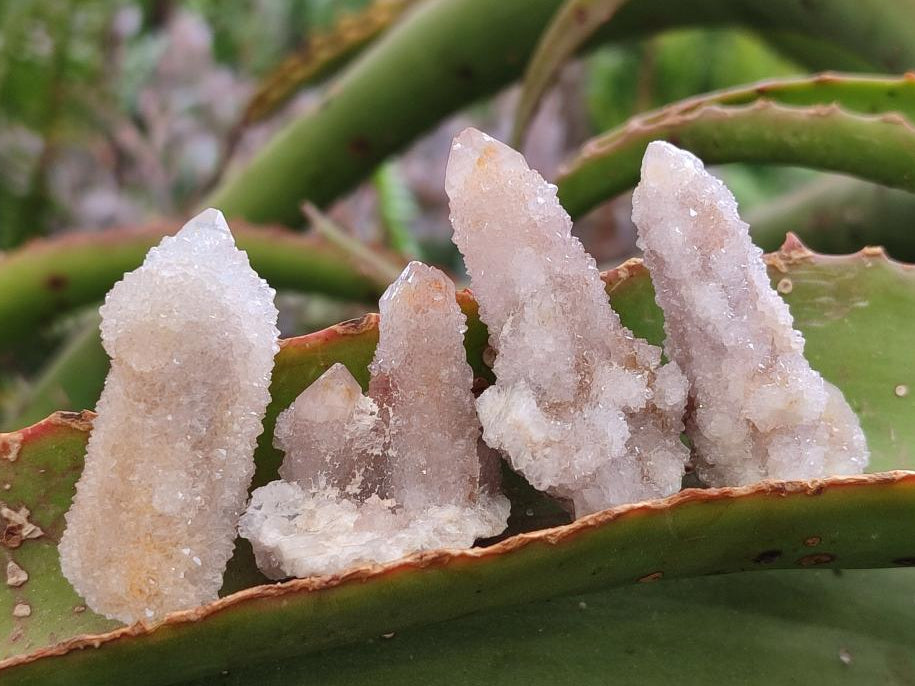 Natural Pale Lilac Spirit Amethyst Drusy Clusters x 70 From Boekenhouthoek, South Africa - Toprock Gemstones and Minerals 