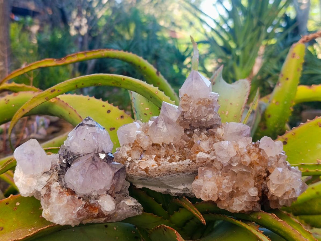 Natural Golden Limonite Phantom Spirit Quartz Clusters x 3 From Boekenhouthoek, South Africa - Toprock Gemstones and Minerals 