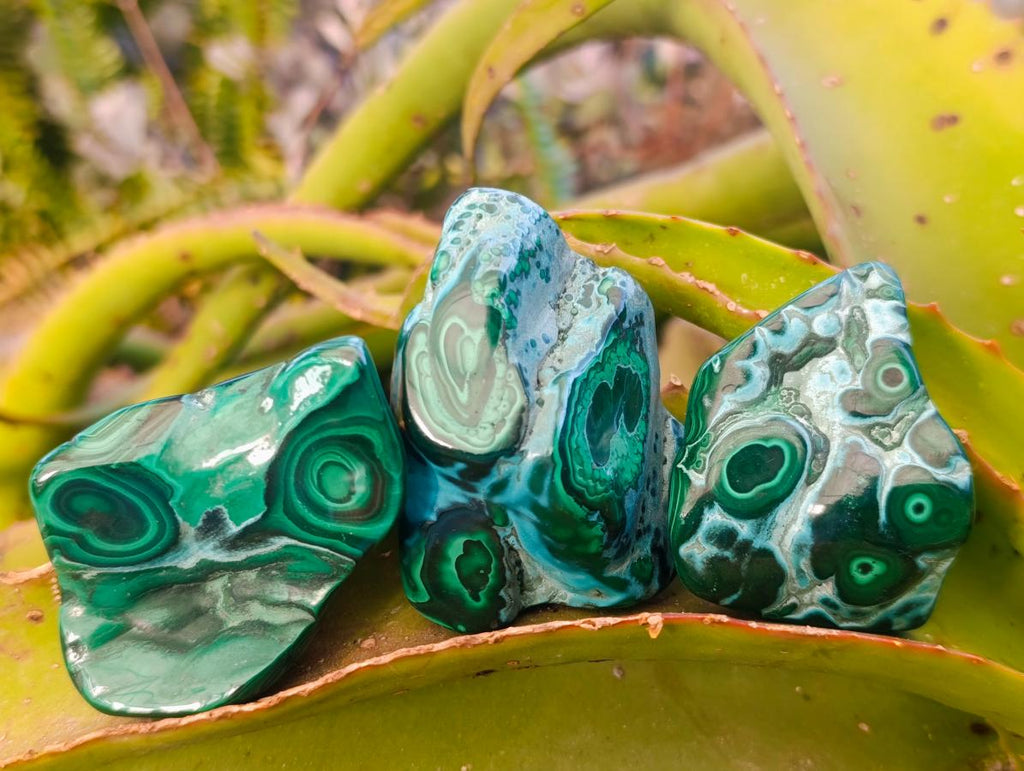Polished Malacolla Free Forms x 12 From Kulukuluku, Congo - Toprock Gemstones and Minerals 