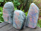 Polished Rare Purple Sunset Flash Labradorite Standing Display Pieces x 6 From Madagascar - Toprock Gemstones and Minerals 