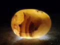 Polished Flower Agate Palm Stones x 12 From Antsahalova, Madagascar - Toprock Gemstones and Minerals 