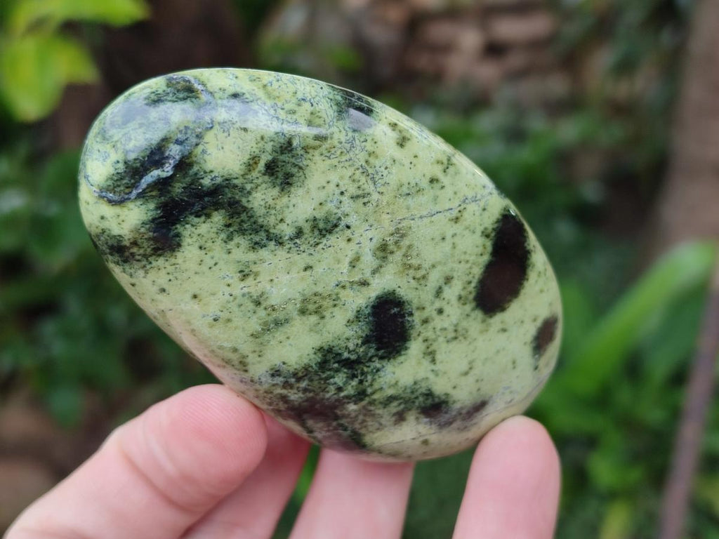 Polished Leopard Stone Galet Free Forms x 7 From Zimbabwe - Toprock Gemstones and Minerals 