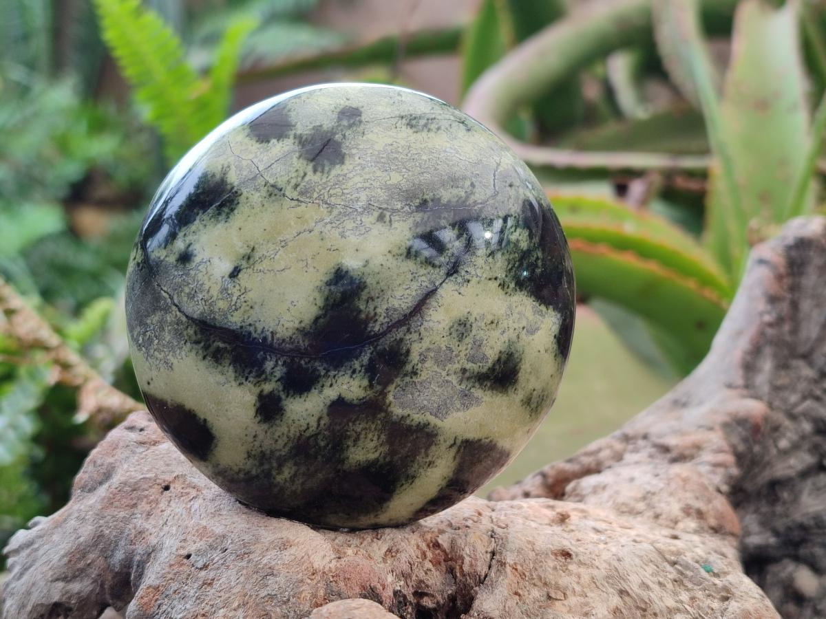 Polished Leopard Stone Galet Free Forms x 7 From Zimbabwe - Toprock Gemstones and Minerals 
