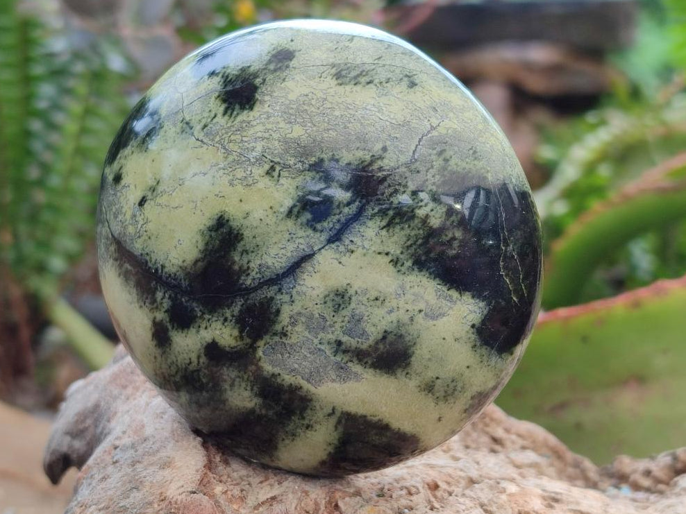 Polished Leopard Stone Galet Free Forms x 7 From Zimbabwe - Toprock Gemstones and Minerals 