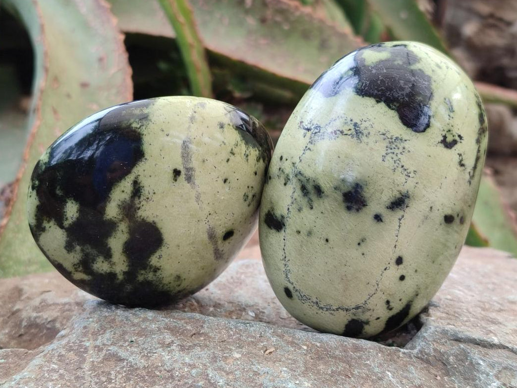 Polished Leopard Stone Galet Free Forms x 7 From Zimbabwe - Toprock Gemstones and Minerals 