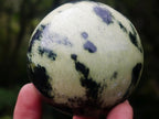 Polished Leopard Stone Spheres x 6 From Zimbabwe - Toprock Gemstones and Minerals 