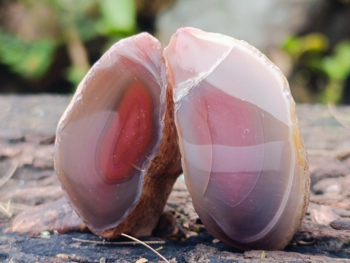 Polished on One Side Red Shashe River Agate Nodules x 20 From Shashe River, Zimbabwe - Toprock Gemstones and Minerals 