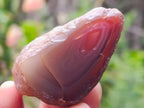 Polished on One Side Red Shashe River Agate Nodules x 20 From Shashe River, Zimbabwe - Toprock Gemstones and Minerals 