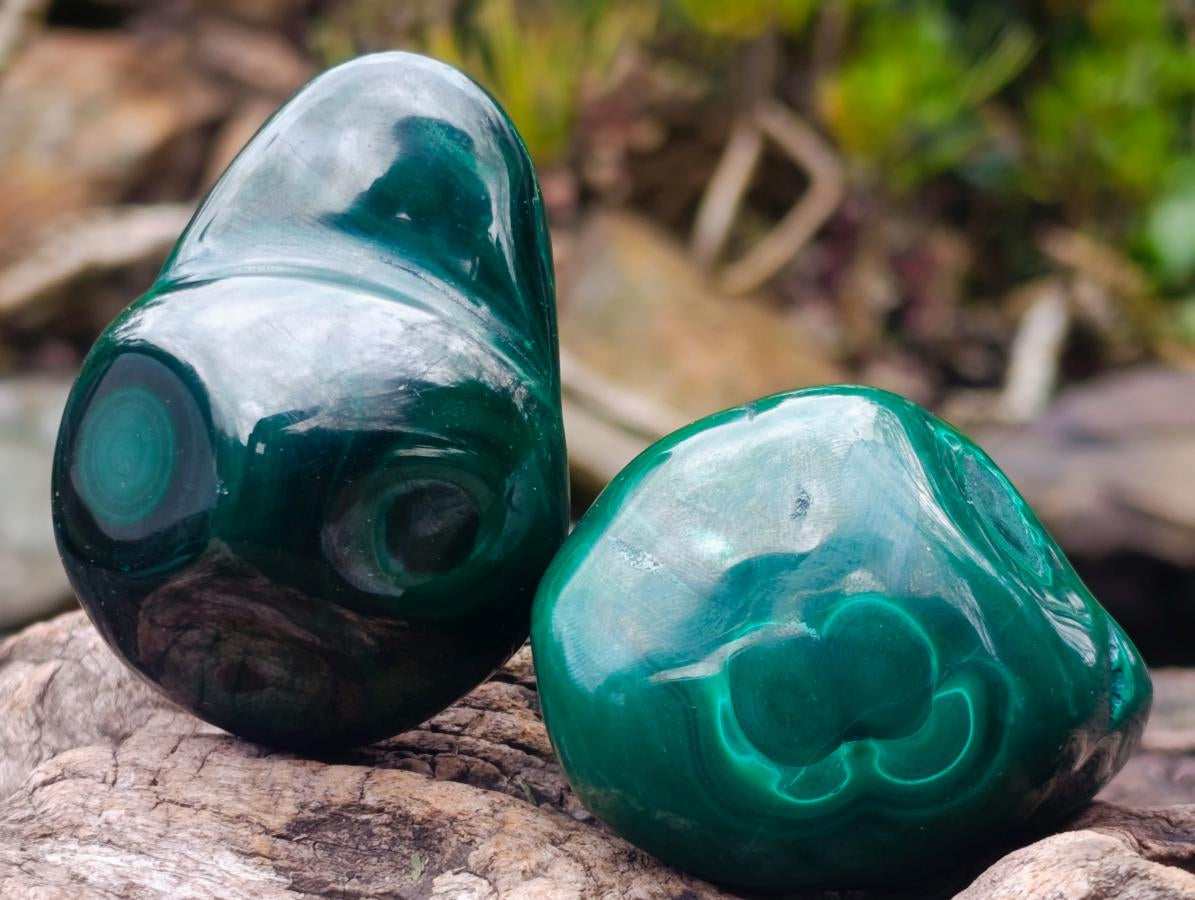 Polished Flower Banded Malachite Free Forms x 6 From Congo - Toprock Gemstones and Minerals 