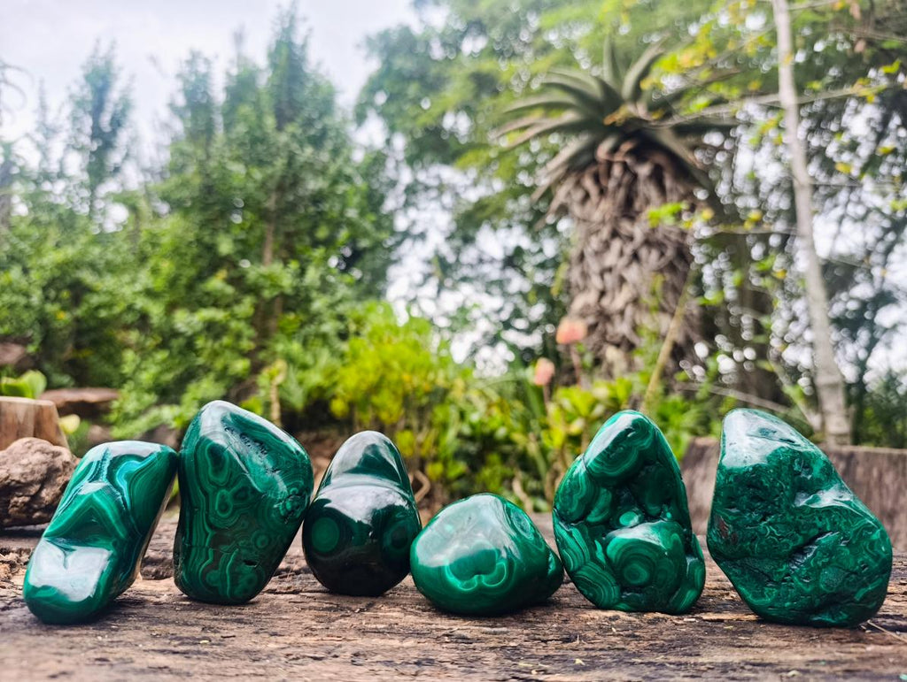 Polished Flower Banded Malachite Free Forms x 6 From Congo - Toprock Gemstones and Minerals 