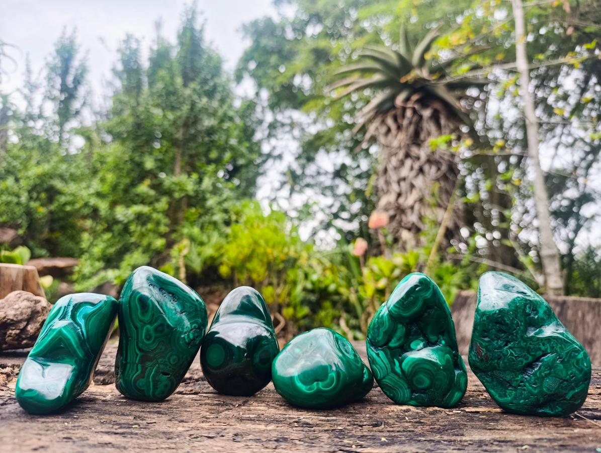 Polished Flower Banded Malachite Free Forms x 6 From Congo - Toprock Gemstones and Minerals 