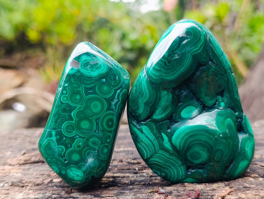 Polished Flower Banded Malachite Free Forms x 6 From Congo - Toprock Gemstones and Minerals 
