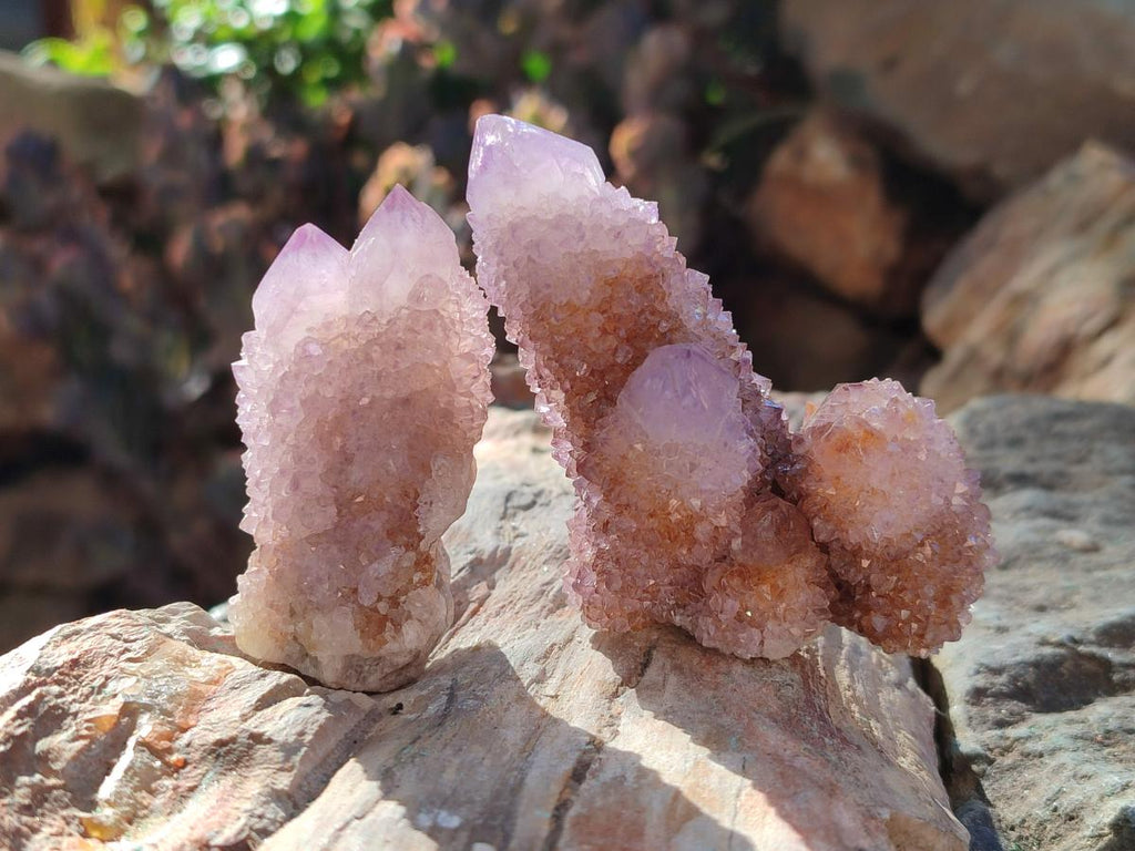Natural Spirit Ametrine Clusters x 12 From Boekenhouthoek, South Africa - Toprock Gemstones and Minerals 