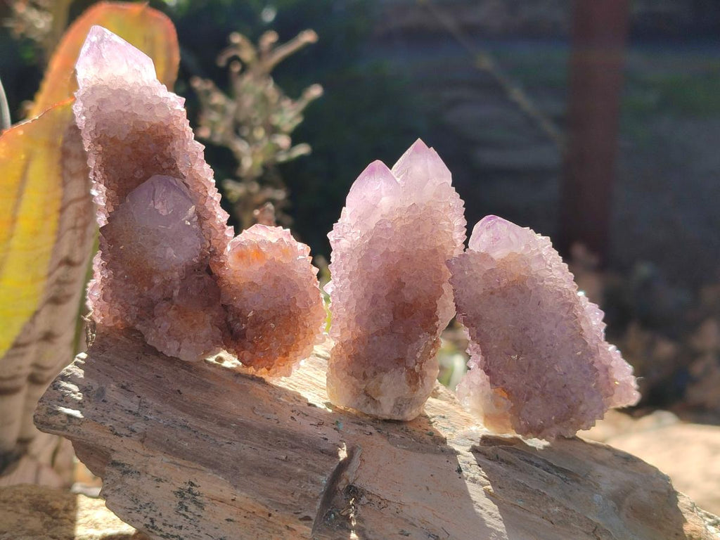 Natural Spirit Ametrine Clusters x 12 From Boekenhouthoek, South Africa - Toprock Gemstones and Minerals 