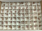 Natural Window Amethyst Crystals x 70 From Chiredzi, Zimbabwe - Toprock Gemstones and Minerals 