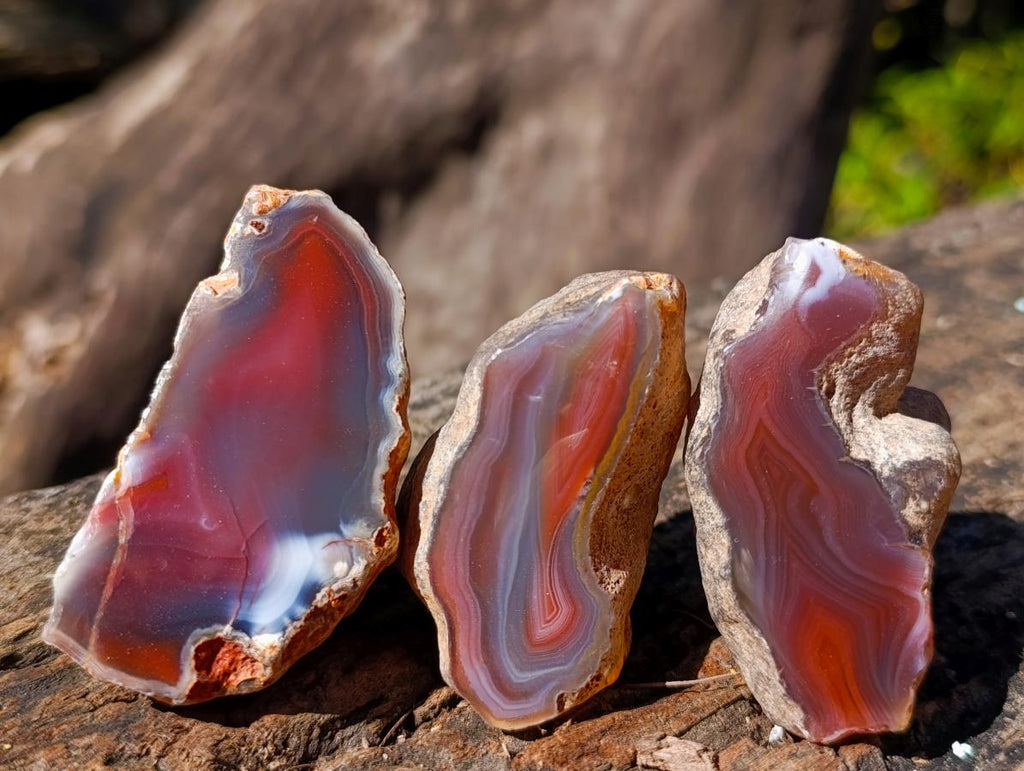 Polished One Side Red Shashe River Agate Nodules x 24 From Shashe River, Zimbabwe - Toprock Gemstones and Minerals 