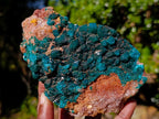 Natural Large Dioptase on Dolomite Specimen x 1 From Likasi, Congo - Toprock Gemstones and Minerals 