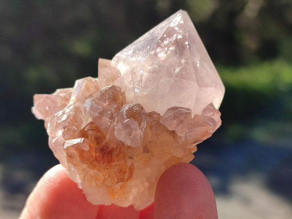 Natural Mixed Spirit Amethyst Clusters x 12 From Boekenhouthoek, South Africa - Toprock Gemstones and Minerals 
