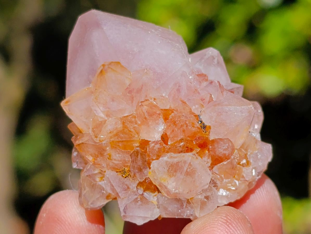 Natural Mixed Spirit Quartz Clusters x 35 From Boekenhouthoek, South Africa - Toprock Gemstones and Minerals 