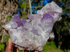 Natural Large Jacaranda Amethyst Cluster x 1 From Mumbwa, Zambia - Toprock Gemstones and Minerals 