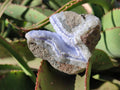 Natural Blue Lace Agate Geode Specimens x 6 From Nsanje, Malawi - Toprock Gemstones and Minerals 
