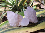 Natural Cactus Flower Pale Lilac Spirit Amethyst Clusters x 12 From South Africa - Toprock Gemstones and Minerals 